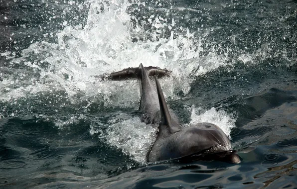 Картинка природа, дельфин, фон