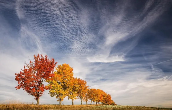 Картинка осень, небо, листья, деревья, краски