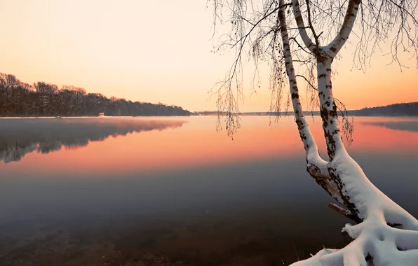 Картинка зима, снег, озеро, дерево, берёза