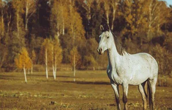 Поле, осень, лес, белый, взгляд, свет, природа, конь