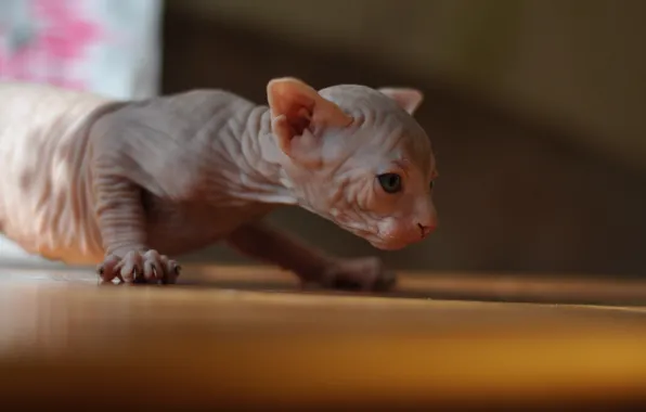 Кошка, свет, поза, котенок, малыш, сфинкс