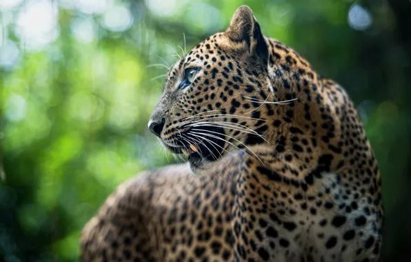 Картинка животное, хищник, леопард, Leopard, panthera pardus