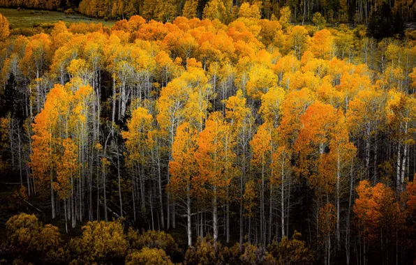 Осень, лес, деревья, природа