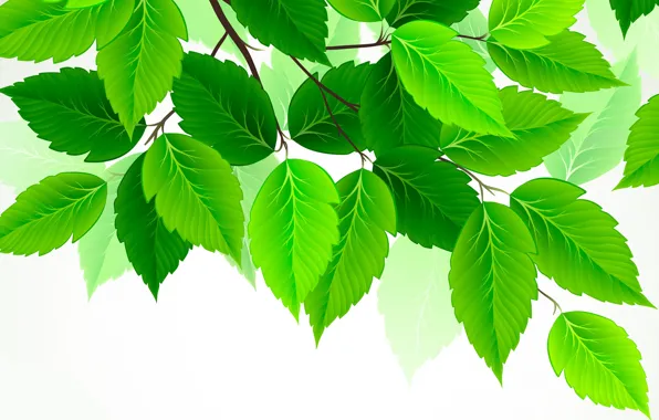 Листья, зеленый, береза