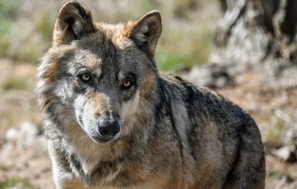 Картинка nature, snow, predator, face, animal, wolf, wildlife, portrait
