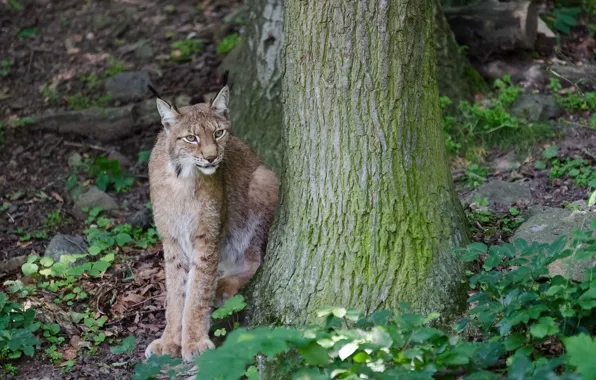 Кошка, трава, дерево, рысь