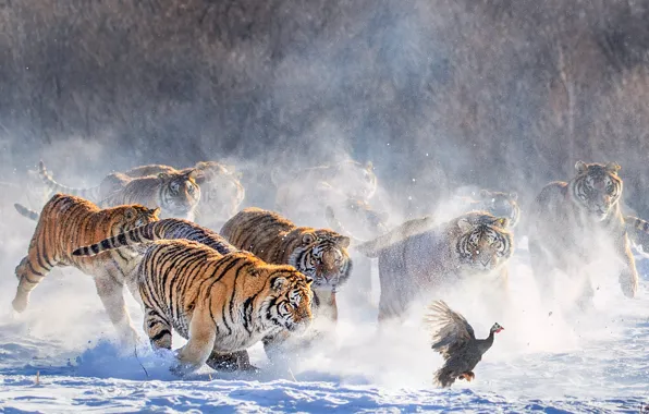 Зима, снег, тигр, птица, охота, тигры
