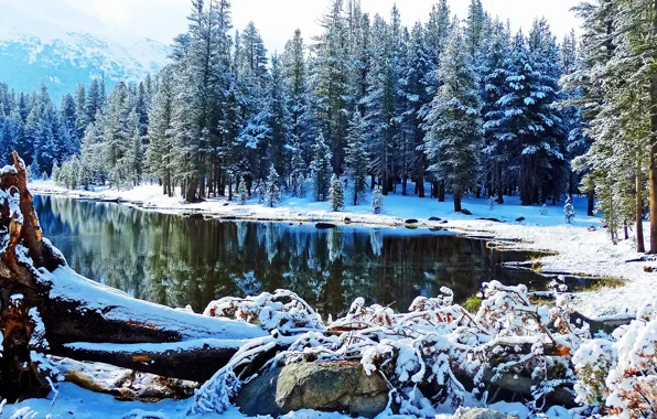 Картинка лес, снег, озеро, ели, Калифорния, California, Yosemite National Park, Йосемитский национальный парк