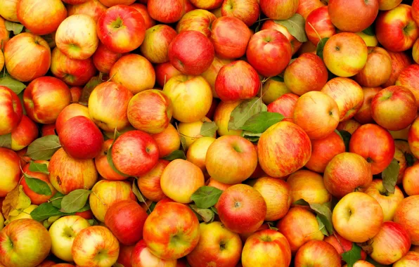 Fruit, apples, standard