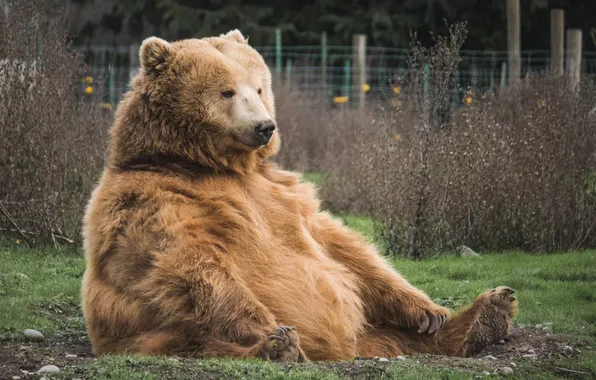 Bear, nature, animal, wildlife, brown bear