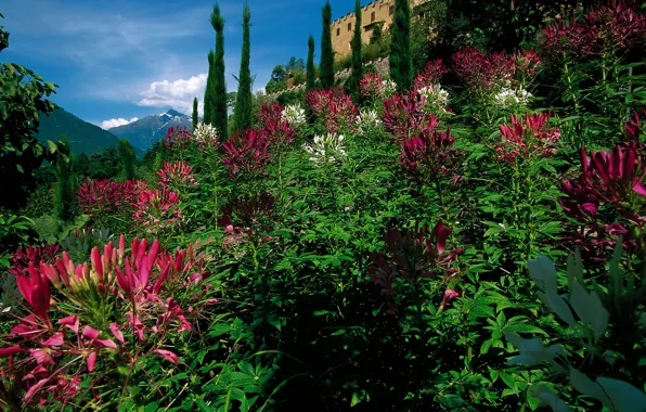 Картинка деревья, цветы, горы, замок, сад, Италия, кусты, Merano