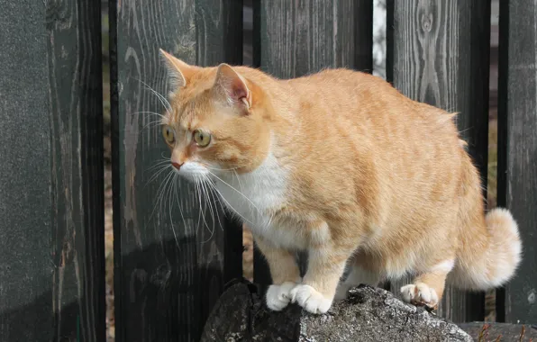 Взгляд, Кот, рыжий