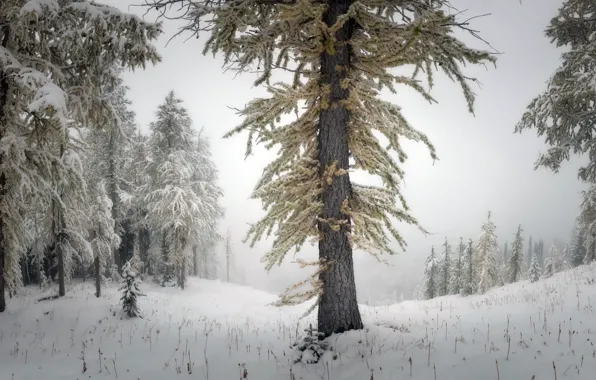 Зима, лес, природа, туман