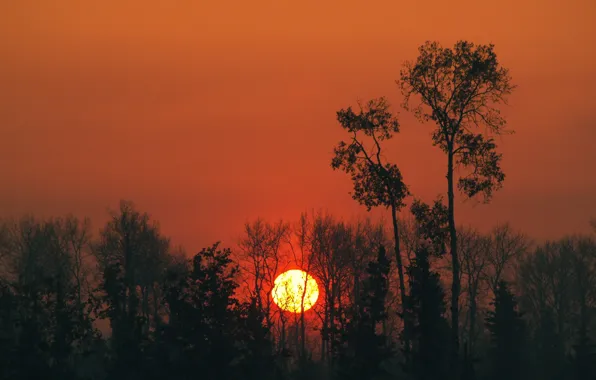 Солнце, деревья, закат
