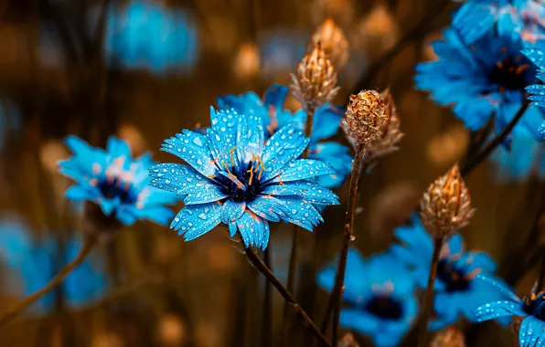 Картинка макро, цветы, лепестки, flowers, капли воды, macro, water drops, васильки