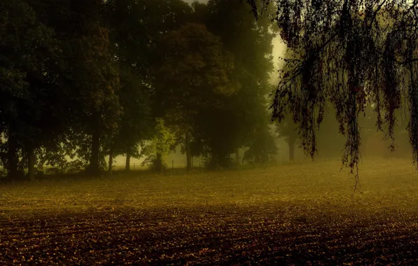 Картинка поле, осень, деревья, туман, ветви, пашня