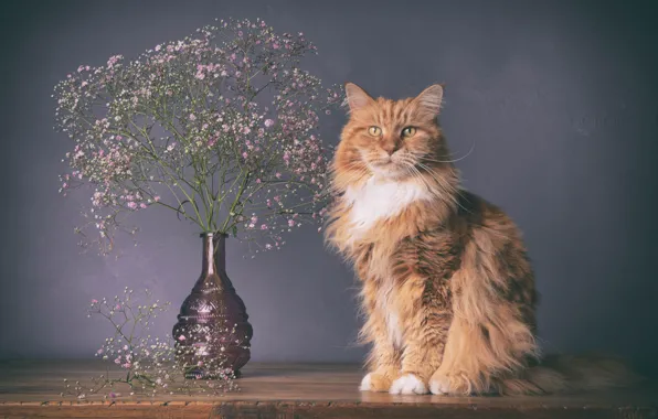 Кошка, кот, стол, букет, сидит