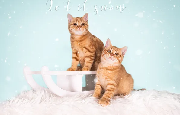 Зима, снег, кошки, коты, котята