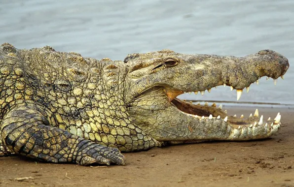 Animal, Africa, wildlife, freshwater, Nile crocodile, Crocodylus niloticus
