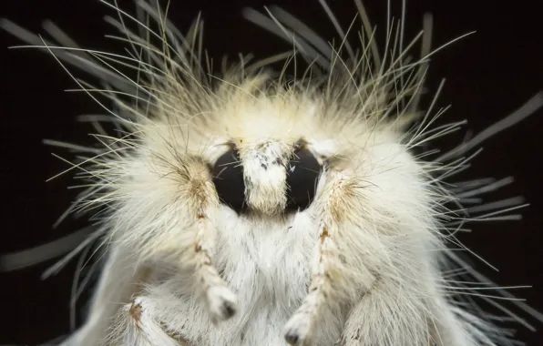 Картинка природа, фон, Sparshall's Moth, Trichiocercus sparshalli