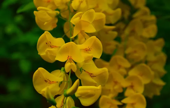 Картинка Весна, Spring, Цветение, Flowering, Yellow flowers