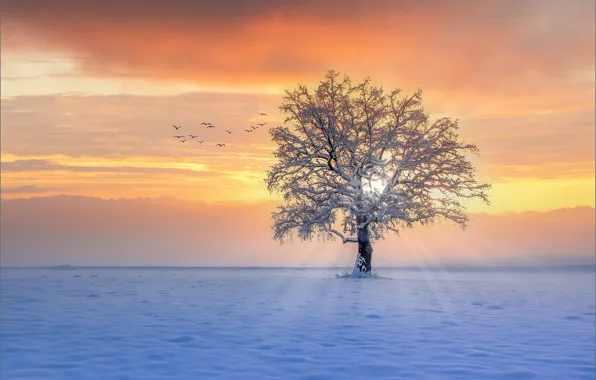 Картинка зима, лучи, снег, закат, птицы, дерево