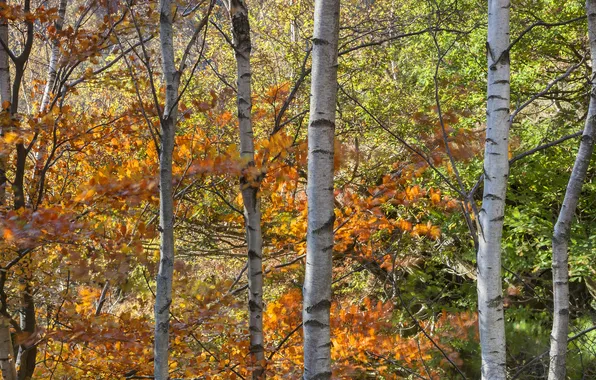 Картинка осень, лес, листья, деревья, роща