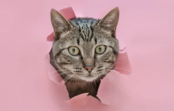 Кошка, кот, взгляд, бумага, серый, портрет, дырка, картон