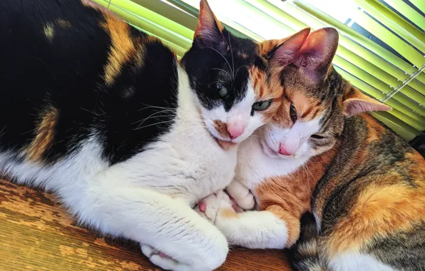 Взгляд, кошки, коты, две, пара, парочка, дуэт, друзья