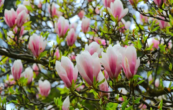 Flower, spring, magnolia