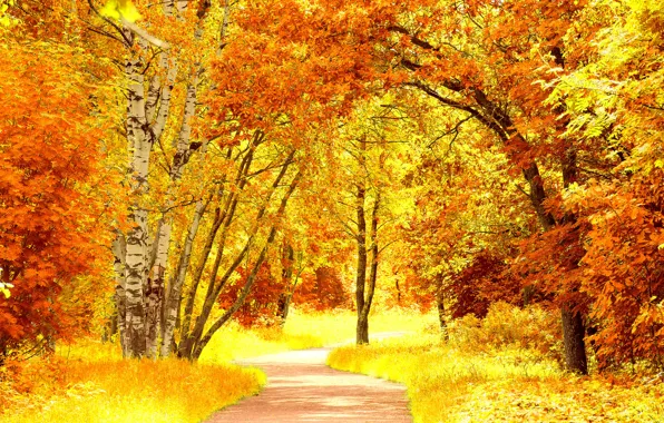 Картинка дорога, осень, листья, деревья, пейзаж, природа, желтые, оранжевые