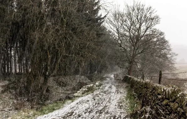 Картинка Tree, Snow, England, United Kingdom, Snowy track, Holme