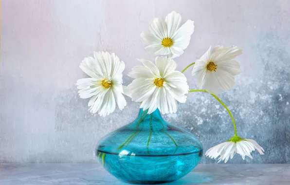 Стекло, цветы, фон, букет, ваза, белые, голубая, космея
