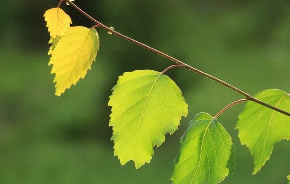 Leaf, plant, twig