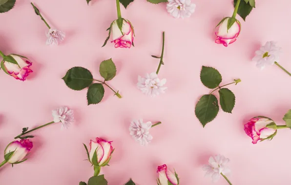 Картинка цветы, фон, розы, весна, бутоны, pink, flowers, background