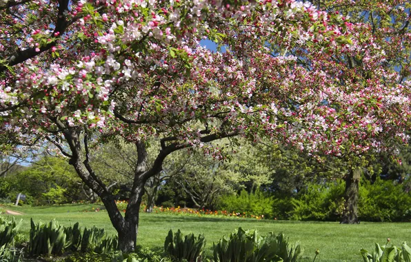 Картинка дерево, весна, Иллинойс, Illinois, цветение, Гленко, Glencoe, Chicago Botanic Garden
