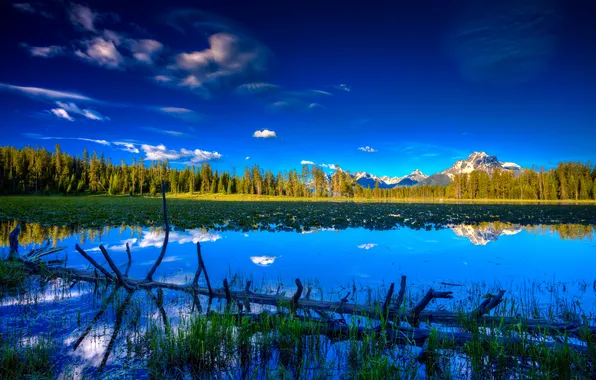 Картинка лес, небо, озеро, дерево