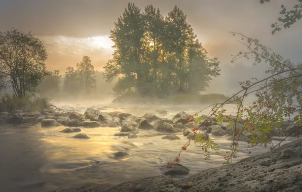 Картинка деревья, ветки, туман, река, камни, утро, островок, рябина
