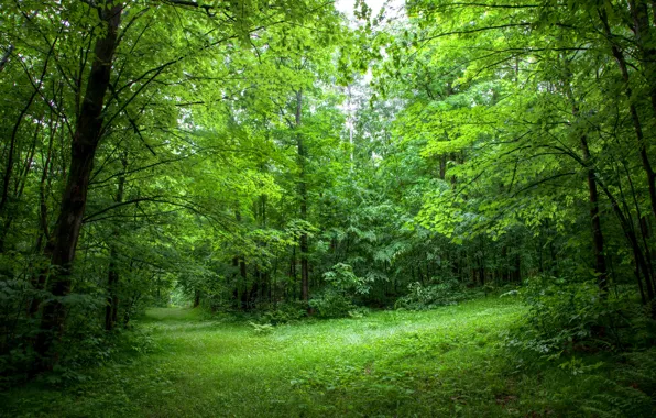 Картинка лес, лето, листья, деревья, опушка