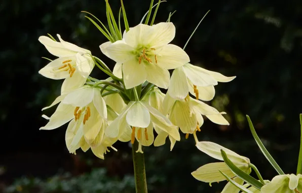 Лилии, бутоны, цветение, pink, Lily, buds, blooms
