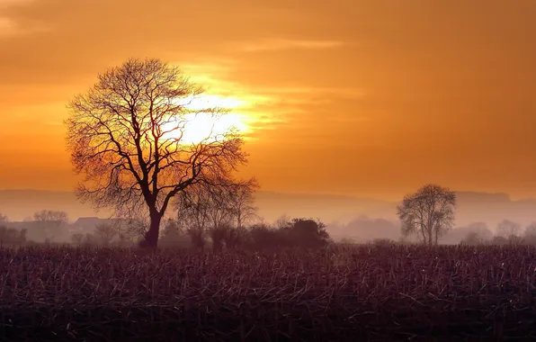 Поле, деревья, пейзаж, закат