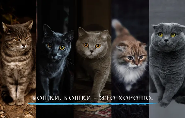 Кошки, черный кот, цитата, британская, короткошерстная, скоттиш-фолд, Терри Пратчетт, Плоский Мир