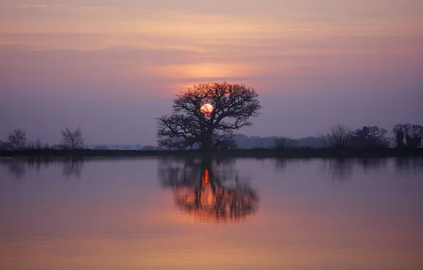 Картинка twilight, sunset, lake, tree, dusk, reflection, branches