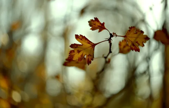 Картинка осень, листья, цвета, макро, ветка