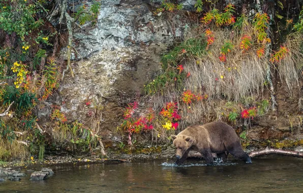Осень, природа, медведь