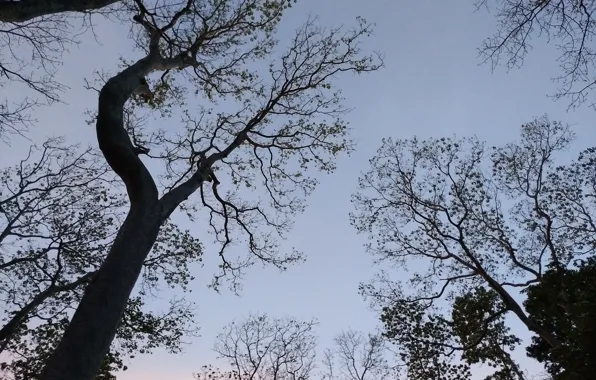 Nature, sky, tree, evening, landscap