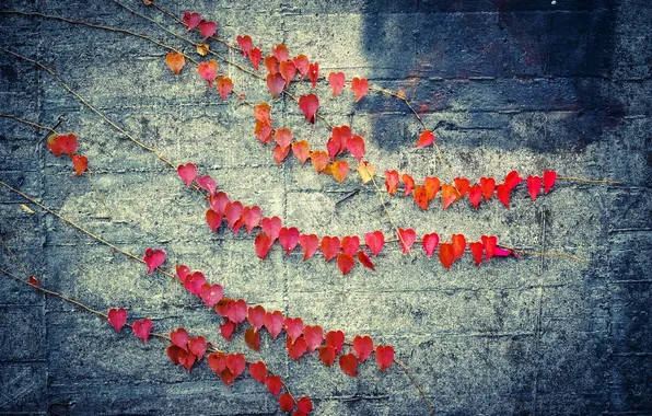 Листья, красный, стена, цвет