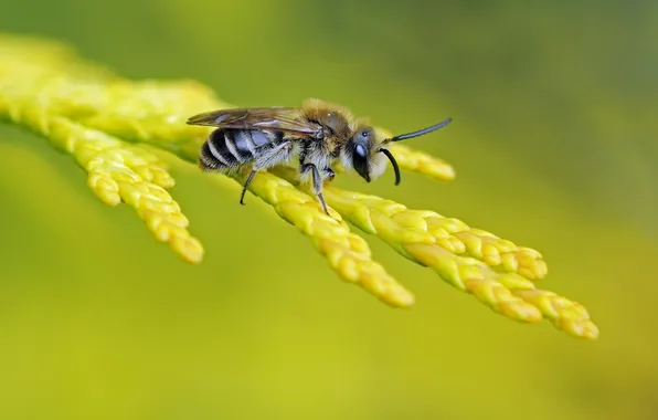 Картинка пчела, фон, ветка, насекомое