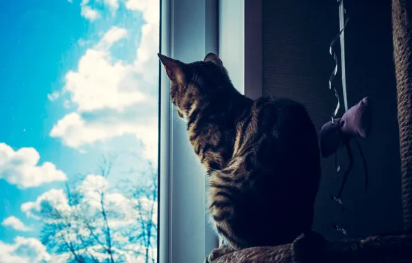 Кошка, кот, взгляд, стекло, морда, облака, поза, серый