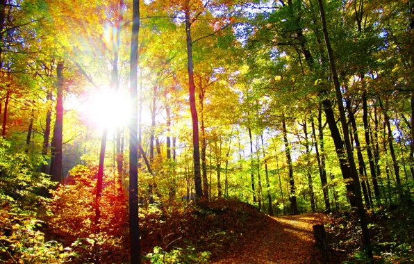 Картинка осень, лес, солнце, деревья, природа, фото, тропа, лучи света